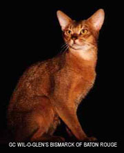 GC Wil-O-Glen's Bismarck of Baton Rouge, ruddy Abyssinian male